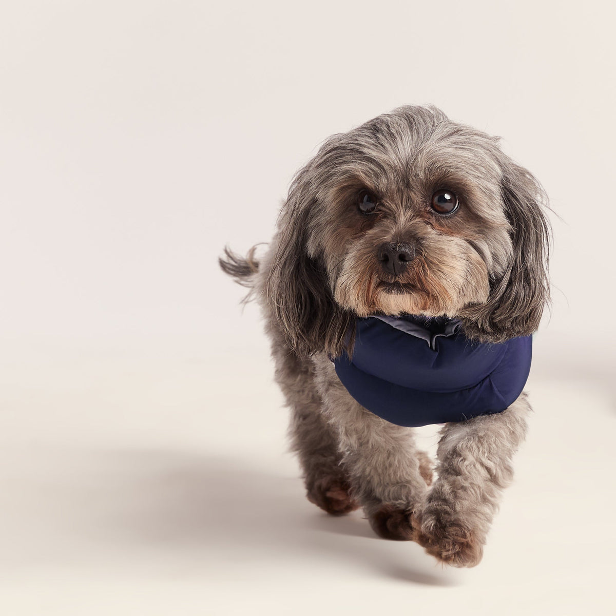 Fetch Padded Dog Coat XS - Oxford Blue/Light Mist/Lavender Grey - Image 5