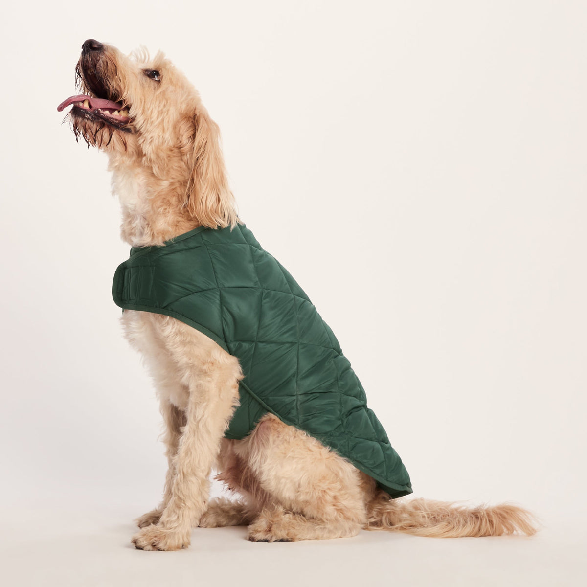 Fido Padded Dog Coat XL - Racing Green - Image 5